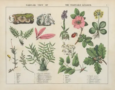 Tabular view of the vegetable kingdom av Charlotte Mary Yonge