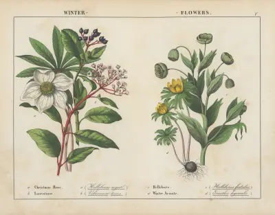 Winter Flowers av Charlotte Mary Yonge