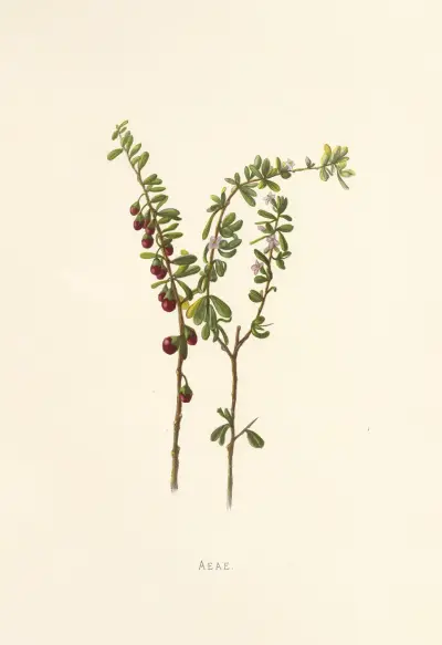 Aeae, Isabella McHutcheson Sinclair