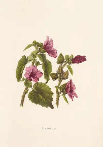 Hauhele, Isabella McHutcheson Sinclair
