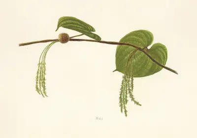 Hoi, Isabella McHutcheson Sinclair