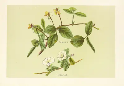 Hunakai, Isabella McHutcheson Sinclair
