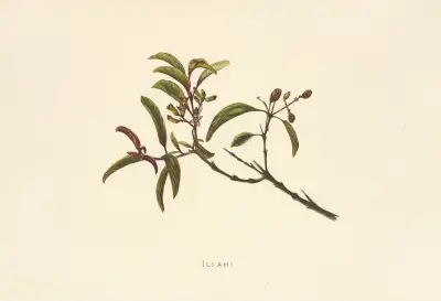 Iliahi, Isabella McHutcheson Sinclair
