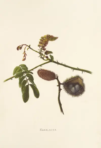 Kakalaioa, Isabella McHutcheson Sinclair