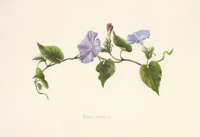 Koali-Awahia, Isabella McHutcheson Sinclair