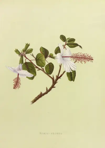 Kokio-Keokeo, Isabella McHutcheson Sinclair