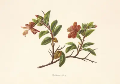 Kokio-Ula, Isabella McHutcheson Sinclair