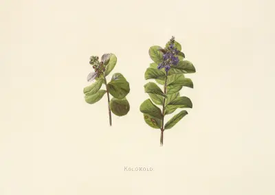 Kolokolo, Isabella McHutcheson Sinclair