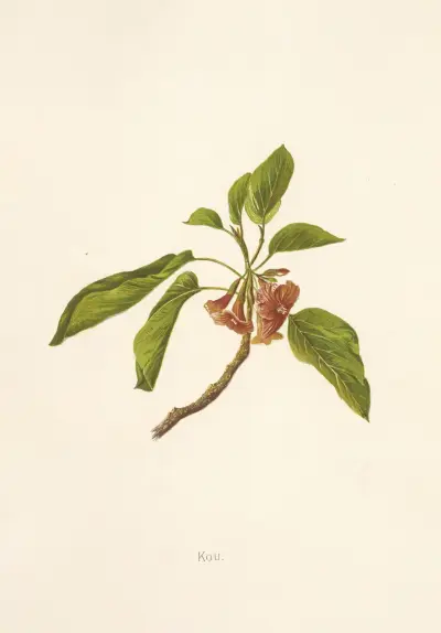 Kou, Isabella McHutcheson Sinclair
