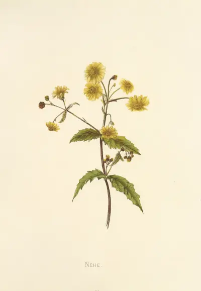 Nehe, Isabella McHutcheson Sinclair
