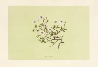 Nohuanu, Isabella McHutcheson Sinclair