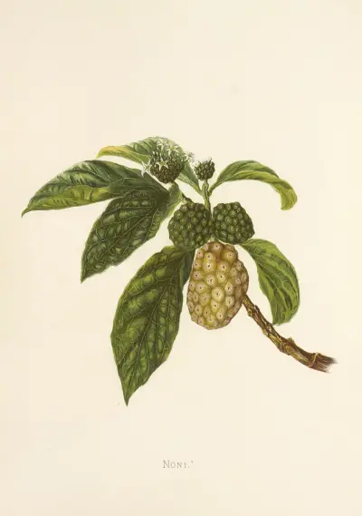 Noni, Isabella McHutcheson Sinclair