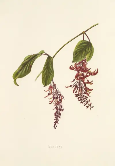 Nukuiwi, Isabella McHutcheson Sinclair