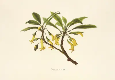 Ohenaupaka, Isabella McHutcheson Sinclair