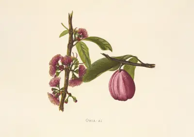 Ohia-Ai, Isabella McHutcheson Sinclair