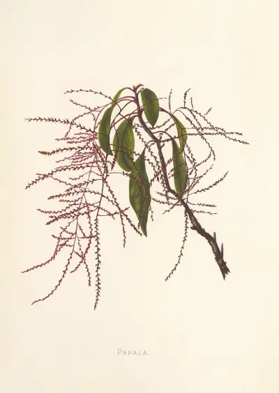 Papala, Isabella McHutcheson Sinclair