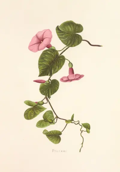 Pilikai, Isabella McHutcheson Sinclair