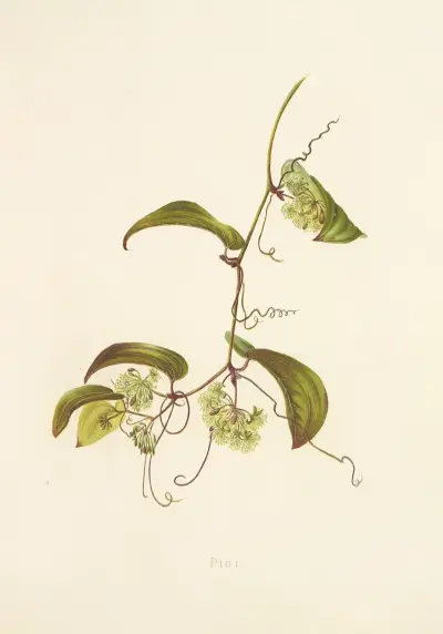Pioi, Isabella McHutcheson Sinclair