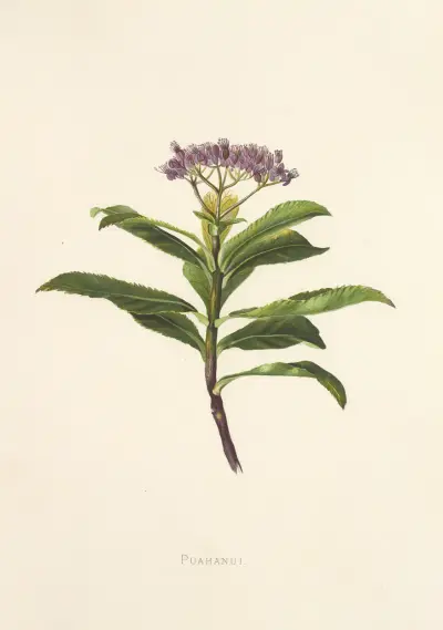 Poahanui, Isabella McHutcheson Sinclair