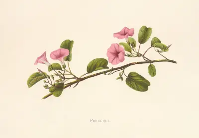 Pohuehue, Isabella McHutcheson Sinclair