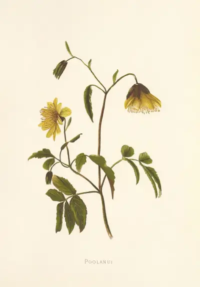 Poolanui, Isabella McHutcheson Sinclair