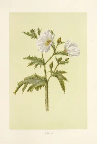 Puakala, Isabella McHutcheson Sinclair