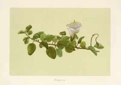Puapilo, Isabella McHutcheson Sinclair