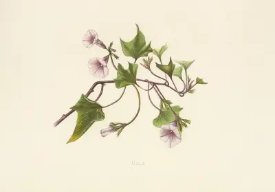 Uala, Isabella McHutcheson Sinclair