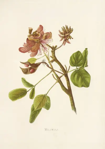 Wiliwili, Isabella McHutcheson Sinclair