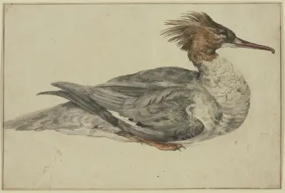 Liegende Ente mit brauner Haube, rotem Schnabel und Füßen av Melchior d'Hondecoeter