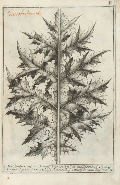 Catalogus plantarum horti Pisani Pl.02 av Michelangelo Tilli