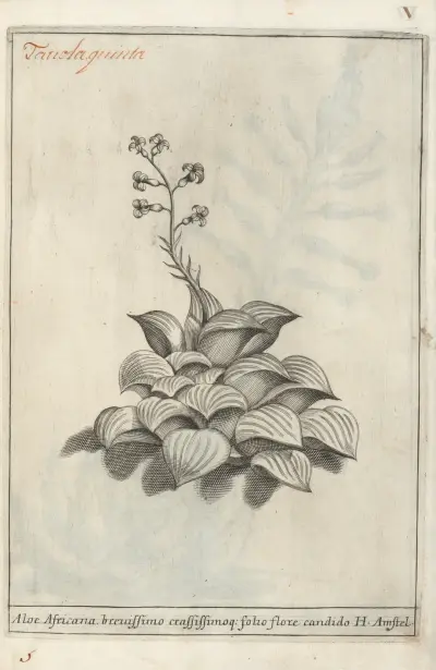Catalogus plantarum horti Pisani Pl.05 av Michelangelo Tilli