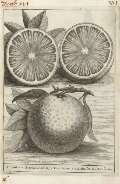Catalogus plantarum horti Pisani Pl.16 av Michelangelo Tilli