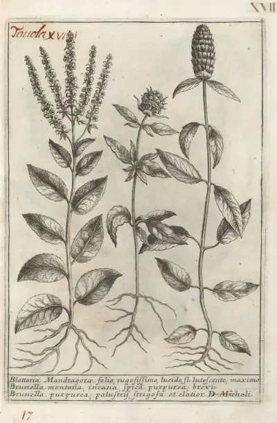 Catalogus plantarum horti Pisani Pl.17 av Michelangelo Tilli