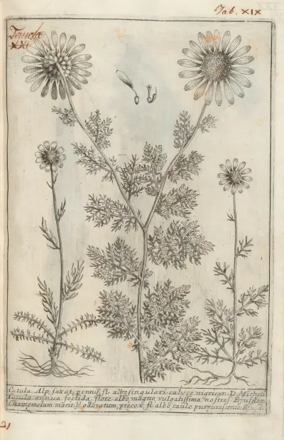 Catalogus plantarum horti Pisani Pl.21 av Michelangelo Tilli