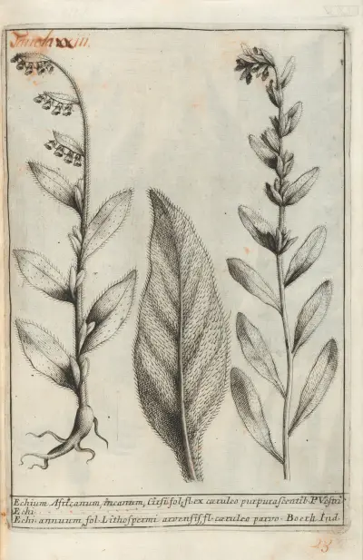 Catalogus plantarum horti Pisani Pl.23 av Michelangelo Tilli