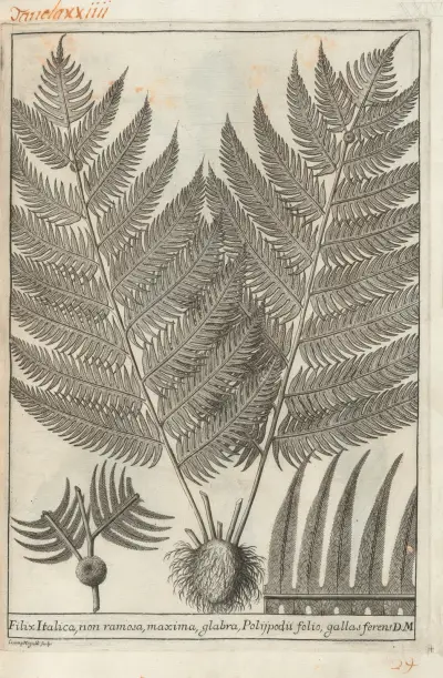 Catalogus plantarum horti Pisani Pl.24 av Michelangelo Tilli