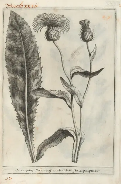 Catalogus plantarum horti Pisani Pl.27 av Michelangelo Tilli