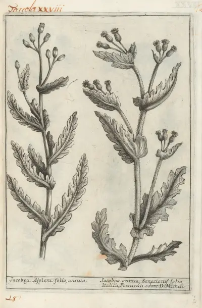 Catalogus plantarum horti Pisani Pl.28 av Michelangelo Tilli