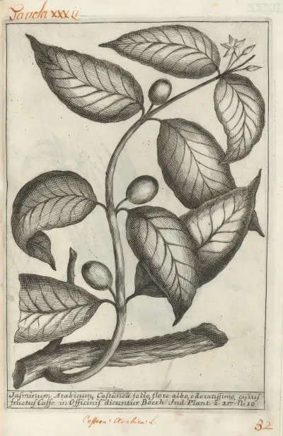Catalogus plantarum horti Pisani Pl.32 av Michelangelo Tilli