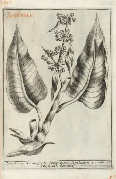 Catalogus plantarum horti Pisani Pl.36 av Michelangelo Tilli