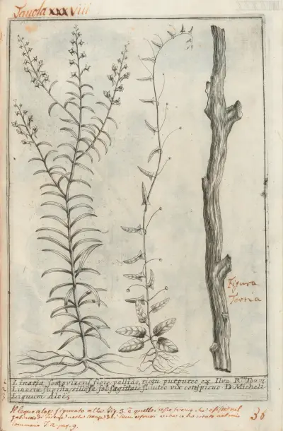 Catalogus plantarum horti Pisani Pl.38 av Michelangelo Tilli