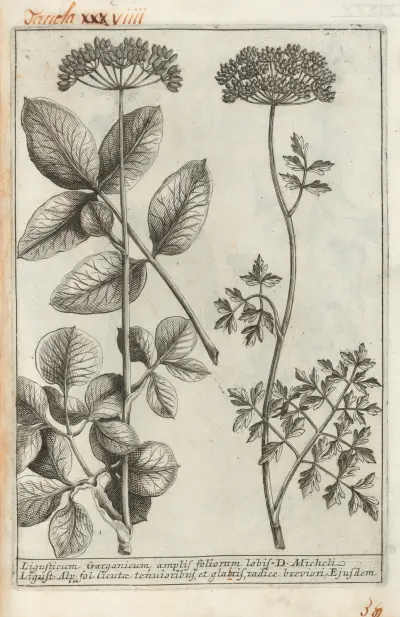 Catalogus plantarum horti Pisani Pl.39 av Michelangelo Tilli