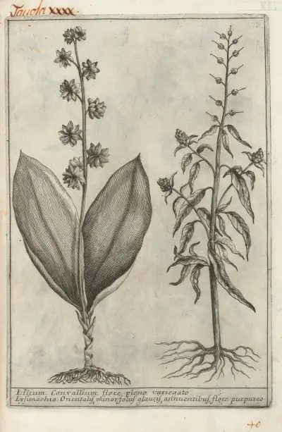Catalogus plantarum horti Pisani Pl.40 av Michelangelo Tilli