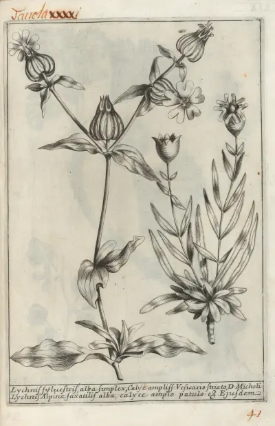Catalogus plantarum horti Pisani Pl.41 av Michelangelo Tilli