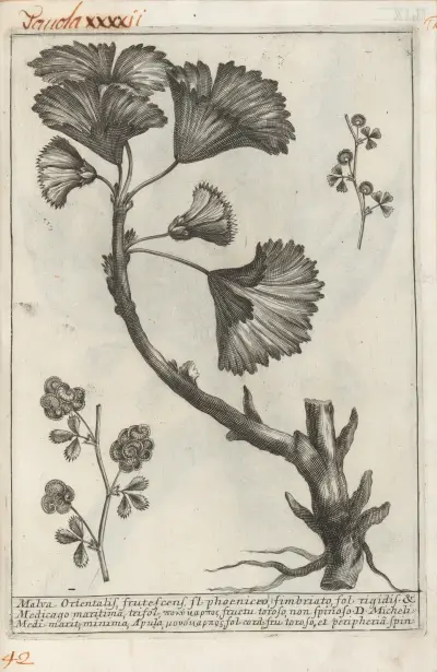 Catalogus plantarum horti Pisani Pl.42 av Michelangelo Tilli