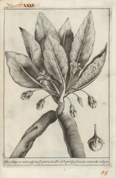 Catalogus plantarum horti Pisani Pl.43 av Michelangelo Tilli