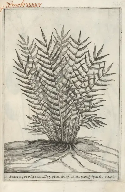 Catalogus plantarum horti Pisani Pl.45 av Michelangelo Tilli