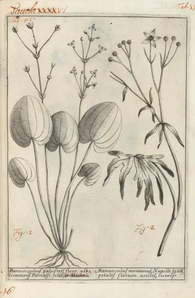 Catalogus plantarum horti Pisani Pl.46 av Michelangelo Tilli