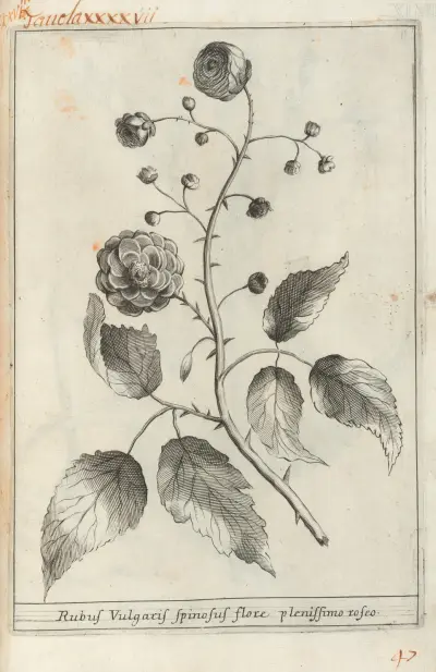 Catalogus plantarum horti Pisani Pl.47 av Michelangelo Tilli